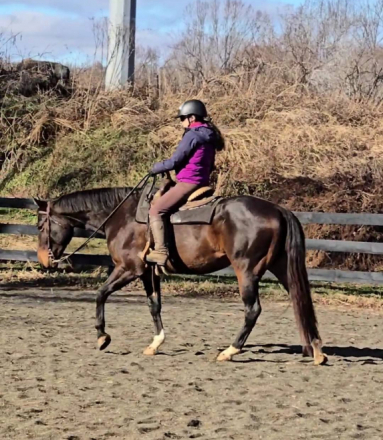 HorseID: 2306063 Boogie - PhotoID: 1089672