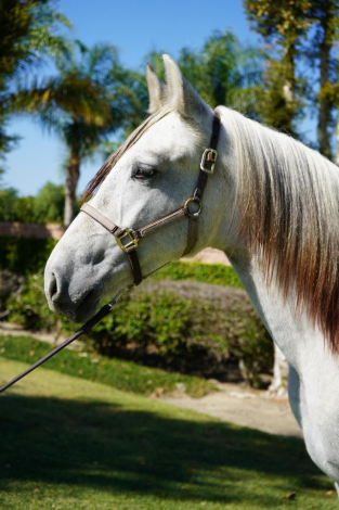 HorseID: 2306067 Baturro II - PhotoID: 1089673