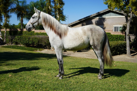 HorseID: 2306067 Baturro II - PhotoID: 1089674