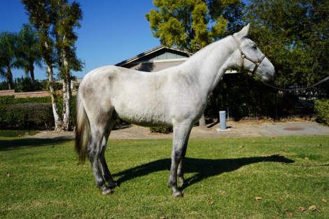 HorseID: 2306067 Baturro II - PhotoID: 1089675