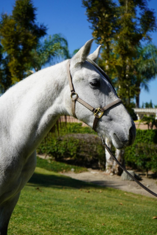 HorseID: 2306067 Baturro II - PhotoID: 1089676