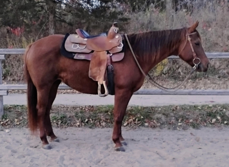 HorseID: 2306069 SHES CHOCOLATE - PhotoID: 1089677