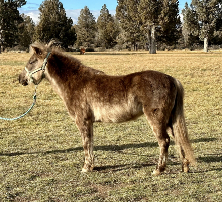 HorseID: 2306070 Peanut - PhotoID: 1089678