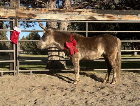 HorseID: 2306070 Peanut - PhotoID: 1089680