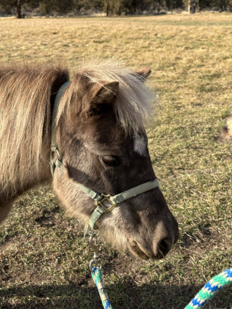 HorseID: 2306070 Peanut - PhotoID: 1089681