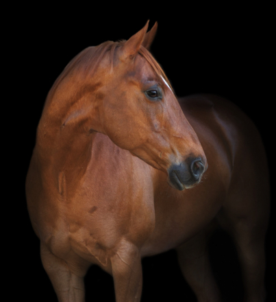 HorseID: 2306072 Sweet Topline - PhotoID: 1089682