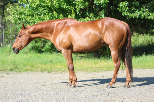 HorseID: 2306072 Sweet Topline - PhotoID: 1089684