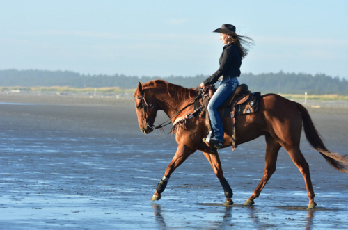 HorseID: 2306072 Sweet Topline - PhotoID: 1089685