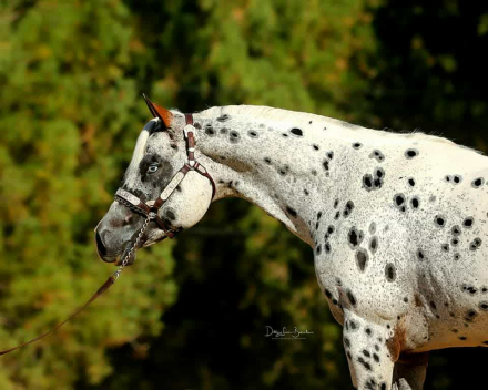 HorseID: 2306073 Impresiv Blu Peepers - PhotoID: 1089686