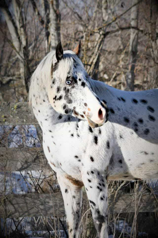 HorseID: 2306073 Impresiv Blu Peepers - PhotoID: 1089687