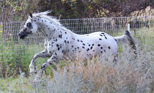 HorseID: 2306073 Impresiv Blu Peepers - PhotoID: 1089689