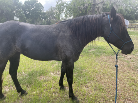 HorseID: 2306075 Onyx Blue Valentine - PhotoID: 1089692