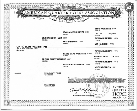 HorseID: 2306075 Onyx Blue Valentine - PhotoID: 1089693