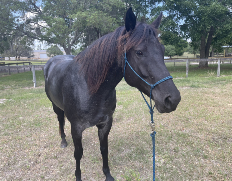 HorseID: 2306075 Onyx Blue Valentine - PhotoID: 1089694