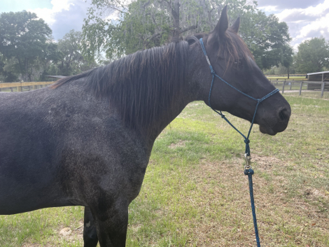 HorseID: 2306075 Onyx Blue Valentine - PhotoID: 1089695