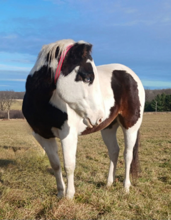 HorseID: 2306076 Jack Frost - PhotoID: 1089696