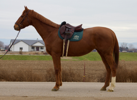 HorseID: 2306077 SIR SOPHIE - PhotoID: 1089698