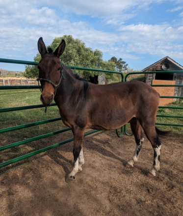 HorseID: 2306079 Dickey - PhotoID: 1089699