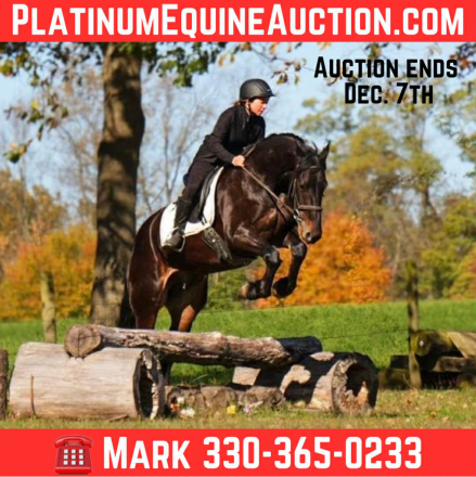 HorseID: 2306082 Jet 10 Day Guarantee - PhotoID: 1089747