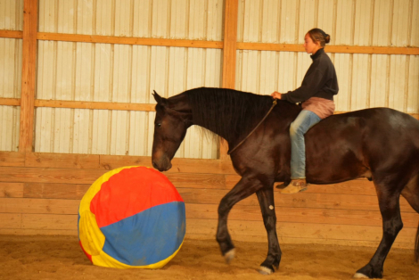 HorseID: 2306082 Jet 10 Day Guarantee - PhotoID: 1089749