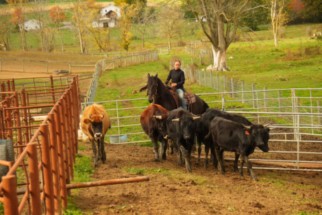 HorseID: 2306082 Jet 10 Day Guarantee - PhotoID: 1089750