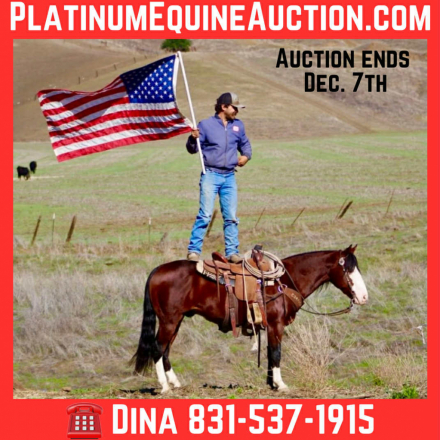 HorseID: 2306083 A Classy Derringer - PhotoID: 1089731