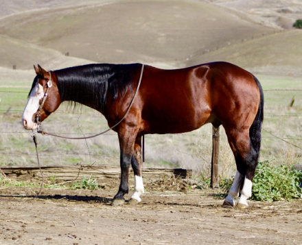 HorseID: 2306083 A Classy Derringer - PhotoID: 1089732