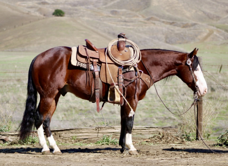 HorseID: 2306083 A Classy Derringer - PhotoID: 1089733