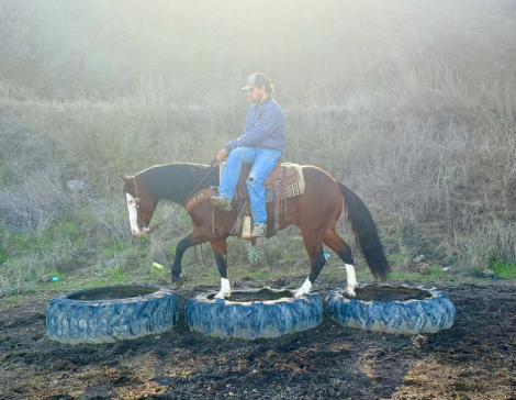 HorseID: 2306083 A Classy Derringer - PhotoID: 1089734