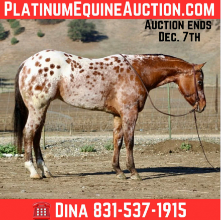 HorseID: 2306084 Crime Striker IM LHR - PhotoID: 1089739