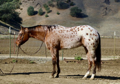 HorseID: 2306084 Crime Striker IM LHR - PhotoID: 1089740