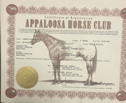 HorseID: 2306084 Crime Striker IM LHR - PhotoID: 1089741