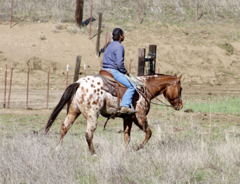 HorseID: 2306084 Crime Striker IM LHR - PhotoID: 1089742