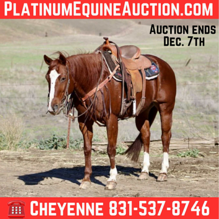 HorseID: 2306085 Ada CR - PhotoID: 1089735