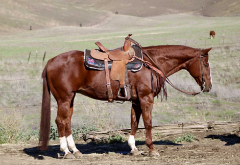 HorseID: 2306085 Ada CR - PhotoID: 1089736