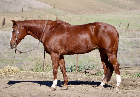 HorseID: 2306085 Ada CR - PhotoID: 1089737