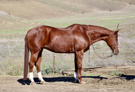 HorseID: 2306085 Ada CR - PhotoID: 1089738