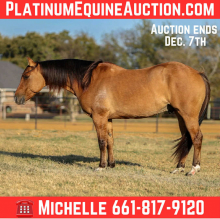 HorseID: 2306086 HQH Flirtation Bill M$ - PhotoID: 1089743