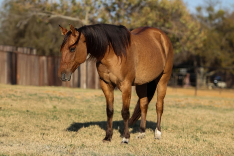 HorseID: 2306086 HQH Flirtation Bill M$ - PhotoID: 1089744