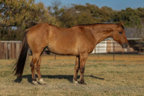 HorseID: 2306086 HQH Flirtation Bill M$ - PhotoID: 1089745