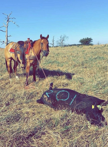 HorseID: 2306086 HQH Flirtation Bill M$ - PhotoID: 1089746