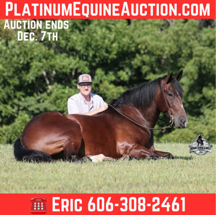 HorseID: 2306087 Thor AHAMC - PhotoID: 1089751