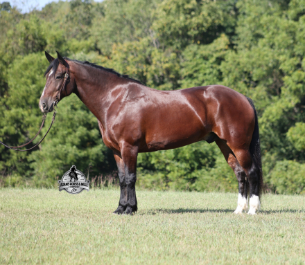 HorseID: 2306087 Thor AHAMC - PhotoID: 1089752