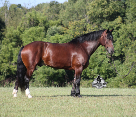 HorseID: 2306087 Thor AHAMC - PhotoID: 1089753