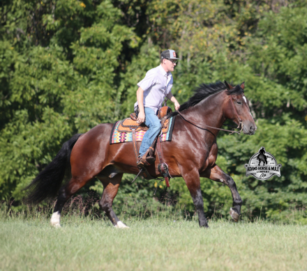 HorseID: 2306087 Thor AHAMC - PhotoID: 1089754