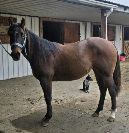 HorseID: 2306088 Stella Can Fly - PhotoID: 1089793