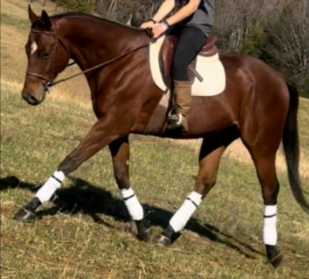HorseID: 2306091 6 year old bay gelding - PhotoID: 1089700