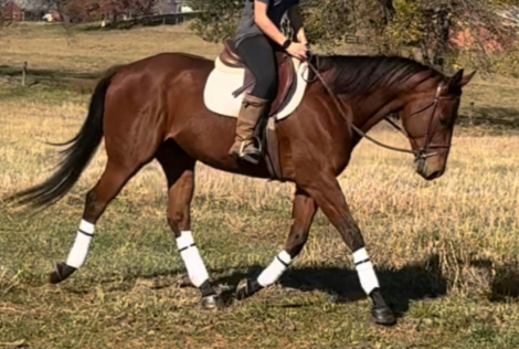 HorseID: 2306091 6 year old bay gelding - PhotoID: 1089701