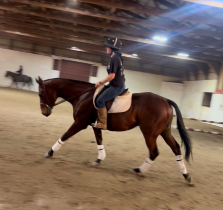 HorseID: 2306091 6 year old bay gelding - PhotoID: 1089702