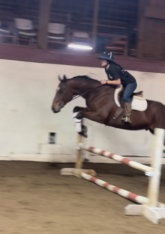 HorseID: 2306091 6 year old bay gelding - PhotoID: 1089703